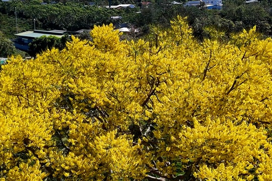 Hàng nghìn cây phượng nhuộm vàng đường ở Bảo Lộc