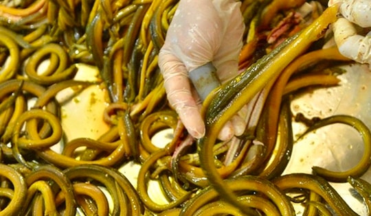 Đặc sản xứ Nghệ “bổ hơn sâm”: Thứ quà dân dã khiến ai thử cũng mê