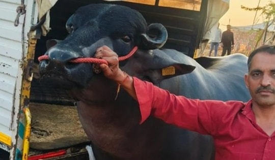 Con trâu màu đen sì có giá 60 tỷ đồng, chủ vẫn "chưa ưng bán"