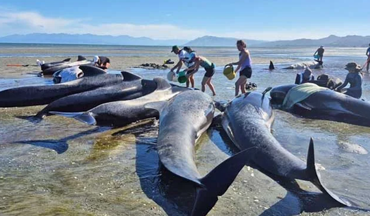 Bi kịch tại Farewell Spit: Đàn cá voi hoa tiêu mắc cạn hàng loạt