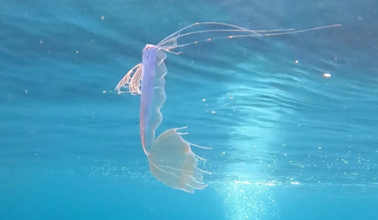 Đang đi bơi, người đàn ông phát hiện loài cá "quý hiếm nhất thế giới"