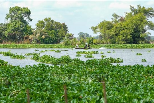 Xử lý lục bình trên sông Vàm Cỏ Đông: Từ ứng phó sang chủ động