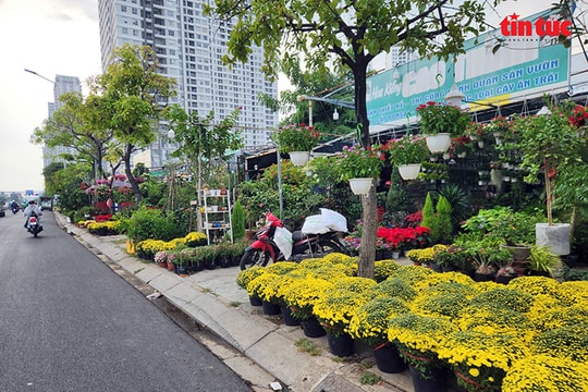TP Hồ Chí Minh: Rực rỡ hoa, cây cảnh chơi Tết Bính Ngọ 2026