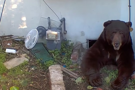 Khốn khổ vì sống chung với gấu 260 kg dưới gầm nhà
