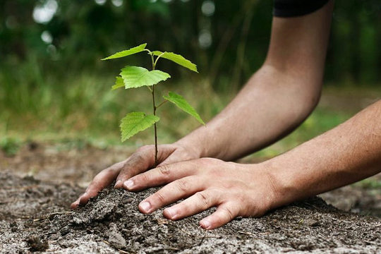 Sếp Unilever: Chúng tôi xem trồng 1 triệu cây xanh là khoản đầu tư chiến lược