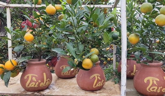 Quất bonsai mini giá vài trăm ngàn đồng mỗi bình