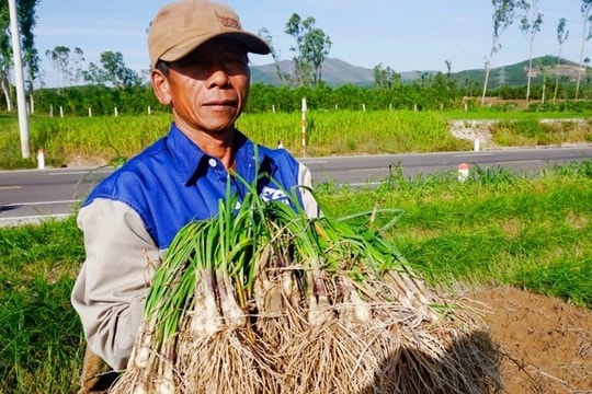 Niềm vui "kép" của nông dân trồng kiệu