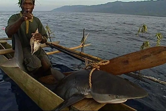 Nơi đàn ông phải bắt cá mập bằng tay không