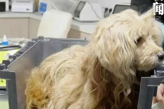 Chú chó nhịn ăn, dầm mưa đợi chủ đã mất