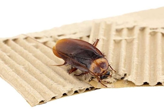Chuyên gia chỉ cách giữ nhà sạch gián suốt 20 năm