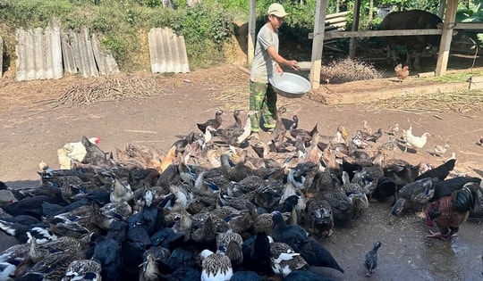 Nuôi con đặc sản “cổ ngắn”, nông dân Nghệ An thu tiền triệu, nhà hàng “săn” vẫn không đủ hàng