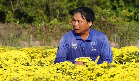 Nông dân Sa Đéc buồn bã vì cúc mâm xôi bung nở bất thường trước Tết