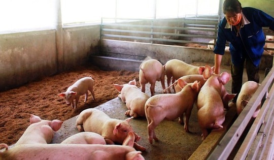 Chủ tịch UBND tỉnh Cà Mau có chỉ đạo "nóng" liên quan thực phẩm dịp Tết