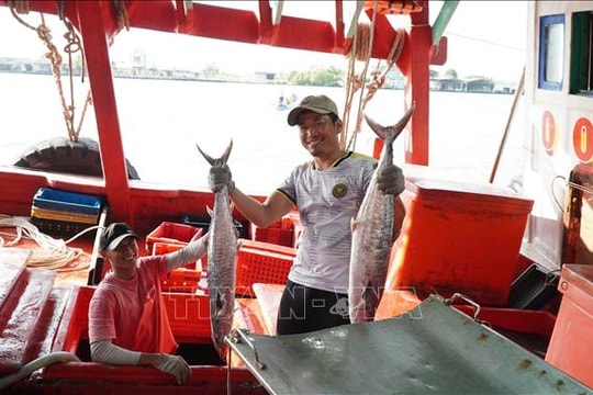 Ngư dân trúng mùa chuyến biển cuối năm