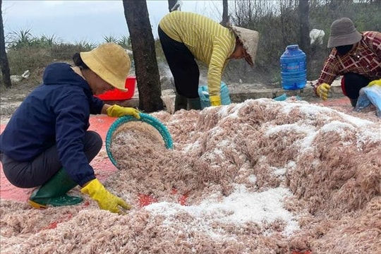 Trúng đậm mùa ruốc, ngư dân Quảng Trị thu về cả triệu đồng