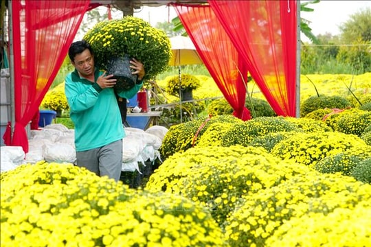 Mở kênh tiêu thụ hoa cúc nở sớm