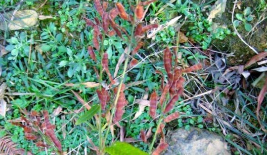 Ra bờ suối hái cây dại "đầy côn trùng”, ai ngờ bán hơn 500.000đ/kg, người mua tranh nhau rút ví