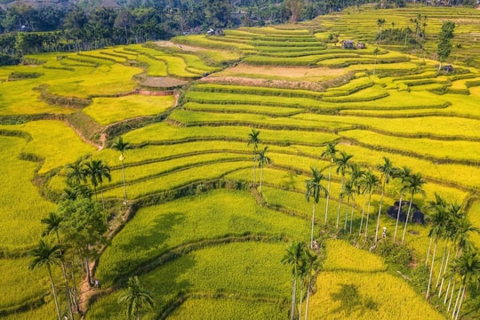 Ruộng bậc thang giúp thích ứng biến đổi khí hậu ra sao