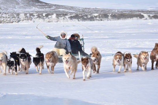 Đặc phái viên Mỹ bị hủy lời mời dự cuộc đua xe chó kéo ở Greenland