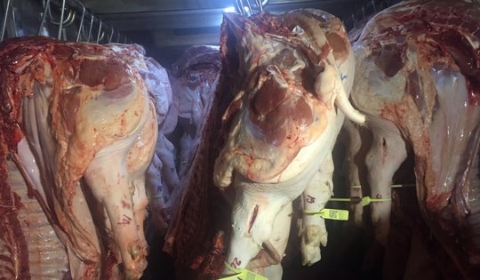 Giá heo hơi hôm nay, 19-1: Chợ đầu mối có giá mới