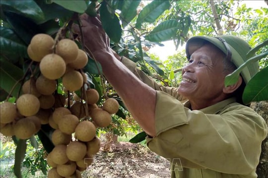 Phát huy giá trị di sản văn hóa phi vật thể nhãn lồng Hưng Yên