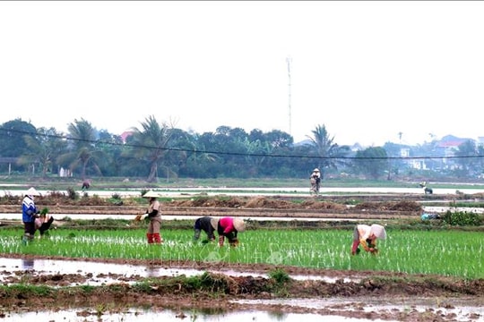 Hơn 259.000 ha vụ Đông Xuân đã đủ nước gieo cấy