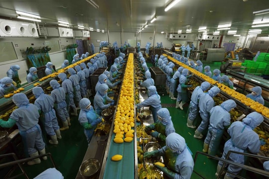 Quyết tâm xây dựng nền nông nghiệp bền vững gắn với chuyển đổi xanh, ứng dụng công nghệ số