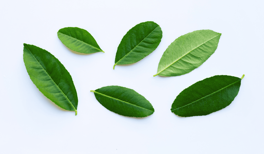 Đừng chỉ ăn quả, lá loại cây này quý như "nhân sâm người nghèo", ở quê rụng đầy gốc