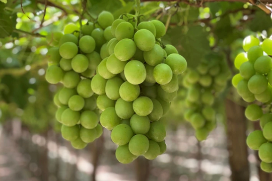 Rau quả Mỹ ồ ạt vào Việt Nam