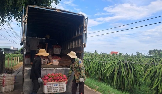 Thanh long nghịch vụ hút hàng, giá cao dịp cận Tết