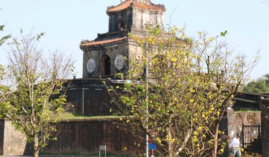 Ngắm mai vàng khoe sắc rực rỡ trong Kinh thành Huế