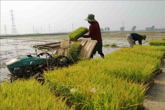 Hà Nội đảm bảo điện phục vụ gieo cấy vụ Đông Xuân 2025–2026