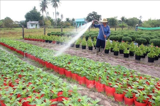 Vụ rau, hoa phục vụ Tết vào giai đoạn 'nước rút'