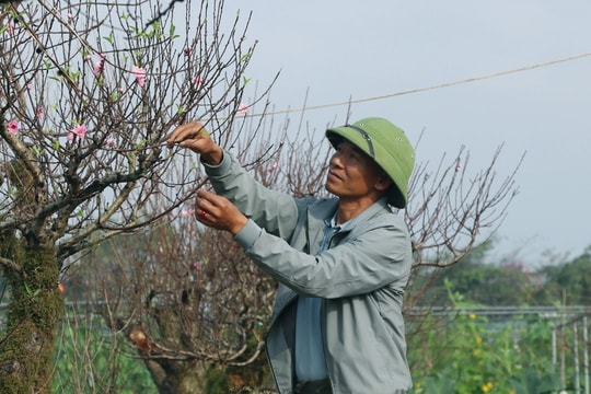 Trồng đào Tết nhưng không bán, người đàn ông vẫn bỏ túi nửa tỷ đồng mỗi năm