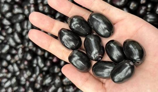 Quả dại Việt Nam nay thành đặc sản xuất ngoại, giá nửa triệu/kg vẫn đắt hàng