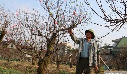 Không bán đào, anh nông dân vẫn bỏ túi hơn nửa tỷ đồng mùa Tết nhờ dịch vụ đặc biệt này