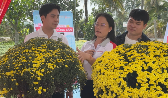 Chung tay hỗ trợ nhà vườn tiêu thụ cúc mâm xôi nở sớm