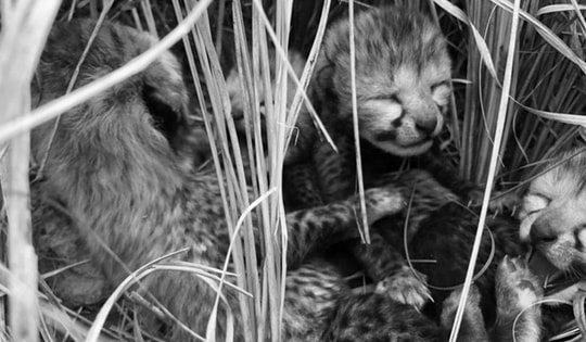 Loài vật quý hiếm bậc nhất hành tinh, biến mất 70 năm bất ngờ "tái xuất" theo cách đặc biệt