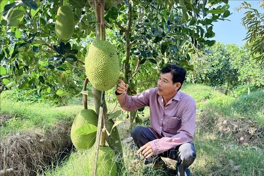 Giá mít cận Tết tăng mạnh