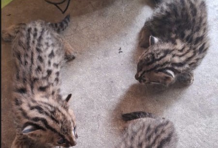 Kiểm lâm tiếp nhận 3 con mèo rừng do người dân giao nộp