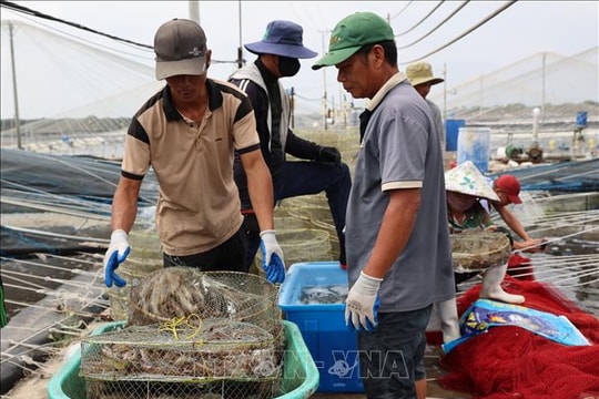 Giá tôm tăng nhưng sức mua yếu