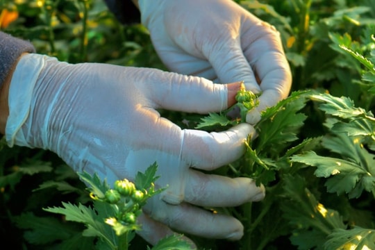 Nghề "ngắt bỏ nụ là có tiền" chỉ xuất hiện mỗi dịp Tết