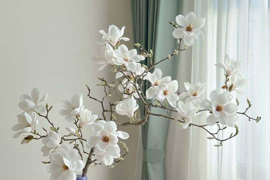 Chi hàng chục triệu 'săn' cành hoa mộc lan chơi Tết