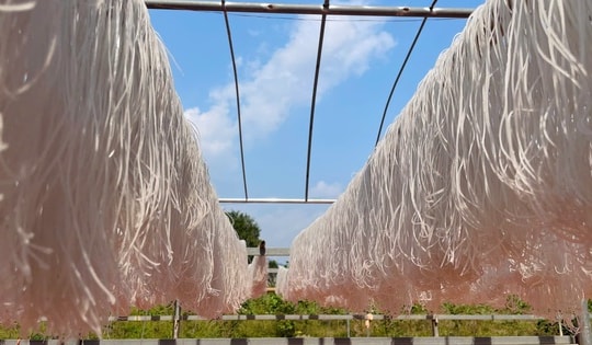 Vụ Tết bội thu, nghề miến dong truyền thống mang về tiền tỷ mỗi năm