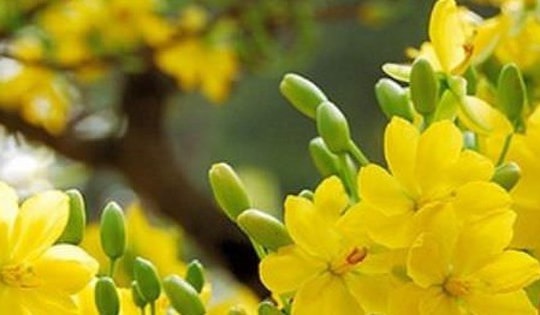 Chưa lặt lá mai là chưa thấy Tết miền Tây