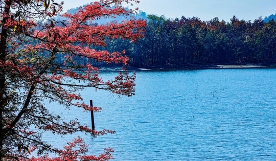 Mê mẩn với rừng khộp lớn nhất Việt Nam vào mùa thay lá