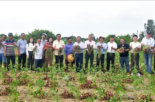 Hành tím Tết được mùa, được giá