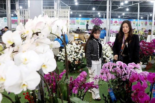 Làng hoa, cây cảnh vào cao điểm cung ứng thị trường Tết