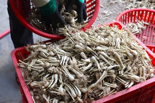 Nông dân hối hả thu hoạch loại củ mang hương vị ngày Tết