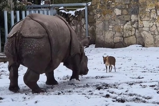 Thực hư vụ hươu tí hon liên tục húc đầu, tấn công tê giác nặng 1,7 tấn